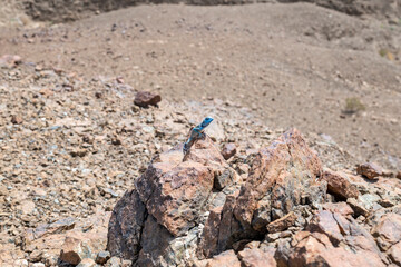 Fototapeta na wymiar Male Sinai Agama with his sky-blue coloration in his rocky habitat, United Arab Emirates, Middle East, Arabian Peninsula 