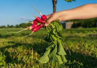 Hand holding a bunch of radishes