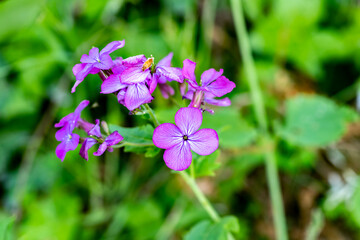 Fototapeta premium Purple flowers during spring in a garden, Corsica, France