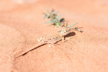 Arabian toad-headed agama (Phrynocephalus arabicus) in the Desert