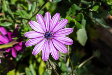Colourful violet purple Daisy in a garden in Corsica, France, Europe