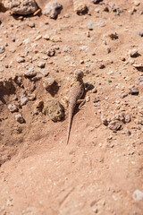 Top view Arabian toad-headed agama (Phrynocephalus arabicus) in the Desert