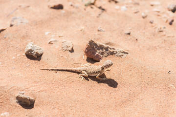 Arabian toad-headed agama (Phrynocephalus arabicus) in the Desert