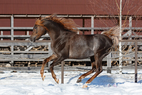 Beautiful arabian chestnut horse running on winter background, portrait in motion
