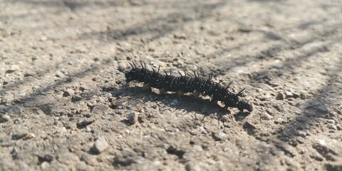 black and white lizard