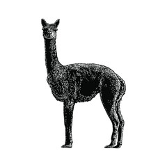 Vicuña hand drawing vector illustration isolated on background