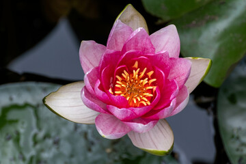 Water lily - Waterlelie