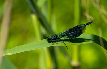 Waterjuffer Waterloopbos