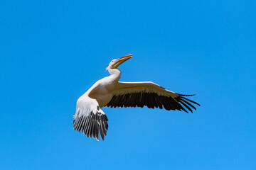 Great White Pelican flying in blue sky, portrait with spread wings
