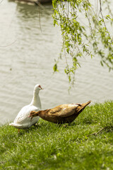 two ducks play on the lake shore in summer