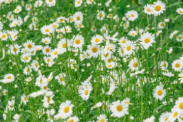 Beautiful white daisy flowers on the meadow.