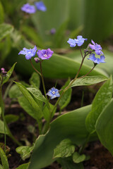 Closeup of blue purple flower creeping navelwort - Omphalodes verna growing in a garden, Lithuania