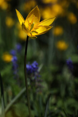 Beautiful yellow colored wild tulip - Tulipa sylvestris growing in a botanical garden, Lithuania