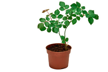 Room rose bush in a pot on a white background