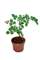 Indoor rosebush in a pot on a white background, vertical shot