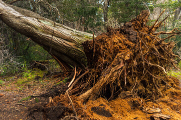 Tree fallen from the root in a forest