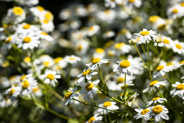 daisies flower in a field