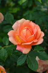 Pink-yellow multicolored rose flower with waterdrops blooms in the summer garden. Hybrid tea rose on green leaves background close up. Greeting , growing flowers ,cultivated roses concept.	  