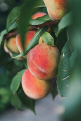 Several ripe peaches on a tree branch