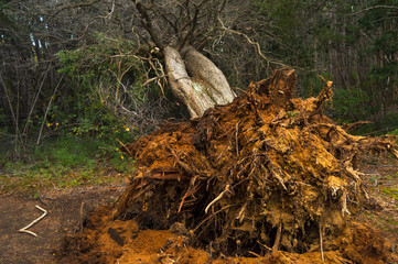 Tree fallen from the root in a forest
