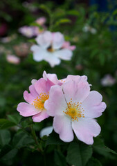 Flowering wild rose on a natural plant background