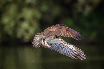 Balbuzard Pêcheur