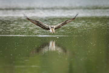 Balbuzard Pêcheur