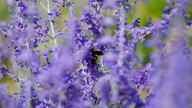 blooming lavender in the garden on a summer day and a bee