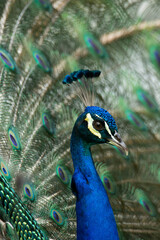 Obraz premium real peacock Full HD Pavo real vertical