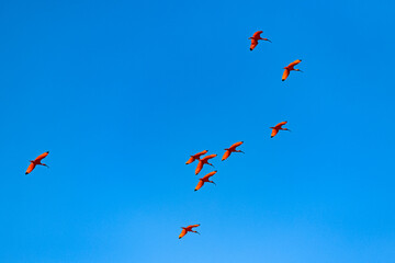 Scarlet Ibis, Eudocimus ruber, flock of red birds flying
