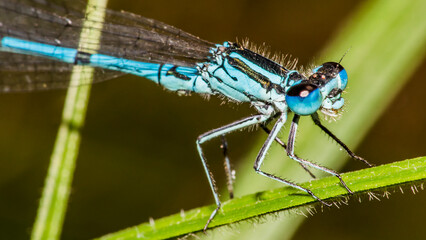 dragonfly 118