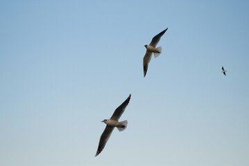 Three birds flying gracefully against the clear blue afternoon sky. Taken with a manual vintage lens for a nostalgic and dreamy aesthetic. Clean background for horizontal copy space.