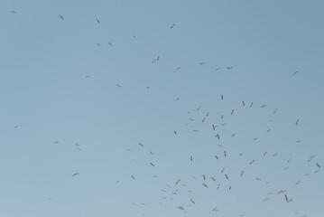 Flock of birds flying gracefully against the clear blue afternoon sky, from a distance. Taken with a manual vintage lens for a nostalgic and dreamy vibe. Clean background for horizontal copy space.