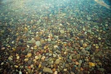 coral reef in the sea