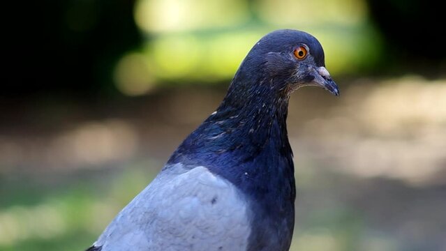 beautiful pigeon close up