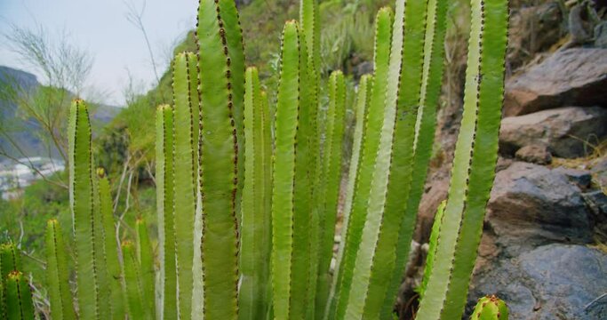 Long and tall cacti in kind. Untouched nature. Perennial plants. Euphorbia Canary. Slow vertical pan of a gigantic cactus. In the background mountains and blue sky.