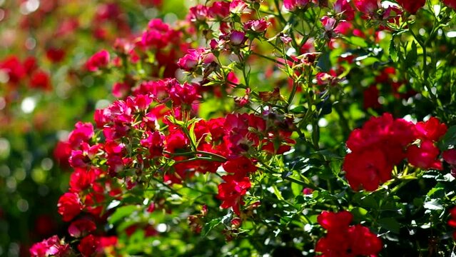 red roses on a background of green grass in summer in the garden