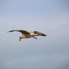 A Herring Gull in flight in Blackpool