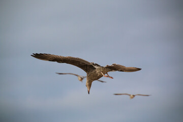 A Herring Gull in flight in Blackpool