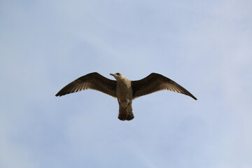 A Herring Gull in flight in Blackpool
