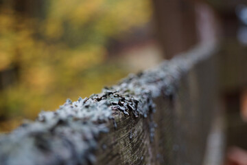 fence