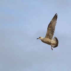 A Herring Gull in flight in Blackpool