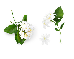 Flowering jasmine branches with flowers and leaves isolated on white background