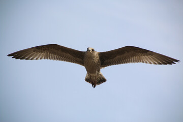 A Herring Gull in flight in Blackpool