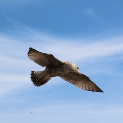 A Herring Gull in flight in Blackpool