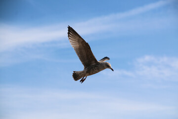 Fototapeta na wymiar A Herring Gull in flight in Blackpool