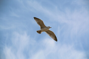 A Herring Gull in flight in Blackpool