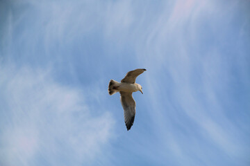 A Herring Gull in flight in Blackpool