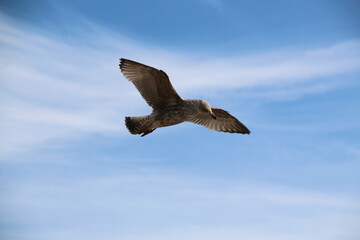 Obraz premium A Herring Gull in flight in Blackpool