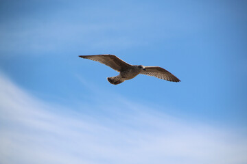 A Herring Gull in flight in Blackpool